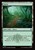 Forest (foil)